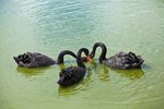 depositphotos_74288459-stock-photo-black-swans-on-lake.jpg
