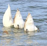 swans-lake-upside-down-water-funny-scene-237260022.jpg