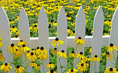 rudbeckia-flowers-yellow-97344.jpg