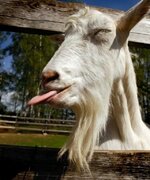 2966d11abca07e3cb869b1f9700ad71d--cute-goats-funny-goats.jpg