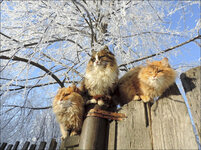 inside_three_cats_on_the_fence.jpg