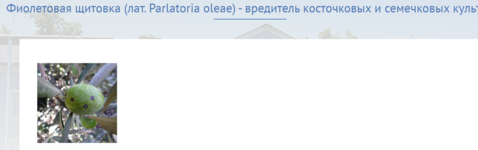 Парлатория.png