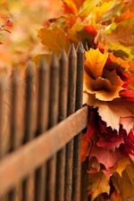 Nature___Seasons___Autumn_Bouquet_of_autumn_leaves_in_the_fence_100693_30.jpg
