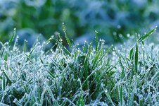 grass-hoarfrost-frost-green-close-up-nature-frozen-cold-iced.jpg