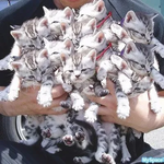 ten-cats.png