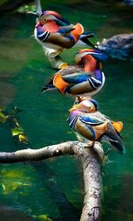 1fe6884f9e16dbbc8a023981c35702e8--mandarin-duck-mandarin-oranges.jpg