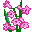 gladiolus.gif