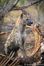 3b988ae1483af48d6ebc748b75698bc8--queen-of-hyena.jpg