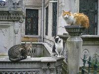 desktop-wallpaper-cats-nature-architecture-istanbul.jpg