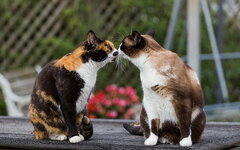 cats-kiss-tenderness-wallpaper-preview.jpg