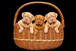 Dogs_Black_background_Wicker_basket_Puppy_Three_3_555129_300x200.jpg
