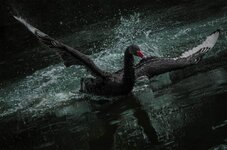 black-swan-painting-19-e1583905834153.jpg