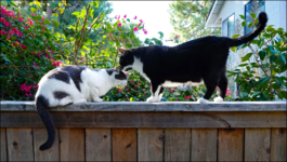 blog_hopper_hilbert_fence_licking.png