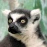 Lemur_mur