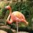 Pink_Flamingo